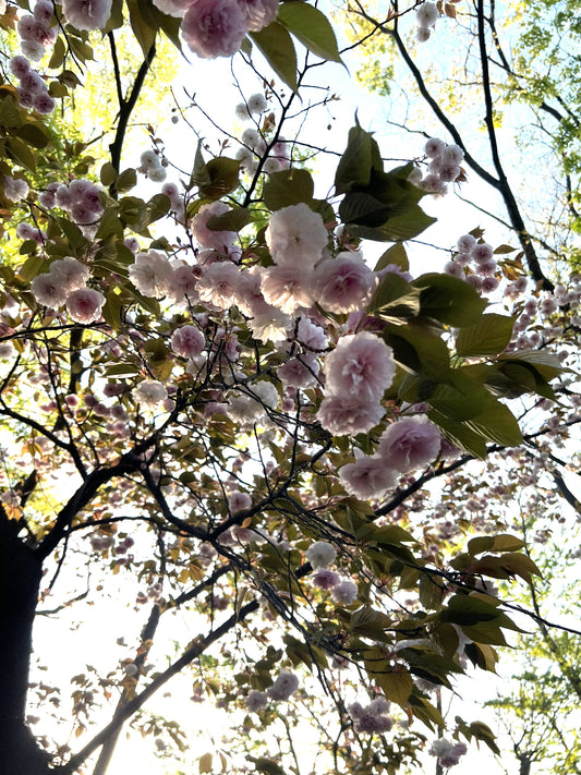 Spring is on the way