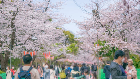 cherry blossom viewing